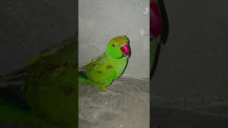 parrot sound 🫶🏻 #diybuild #parrot #survival #diybuild #parrot #birds #logcabin #ytshorts #shorts