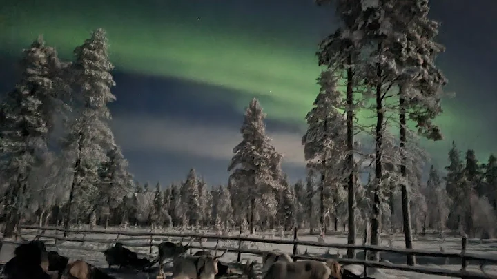 Kakslauttanen Arctic Resort Reindeer Aurora Safari