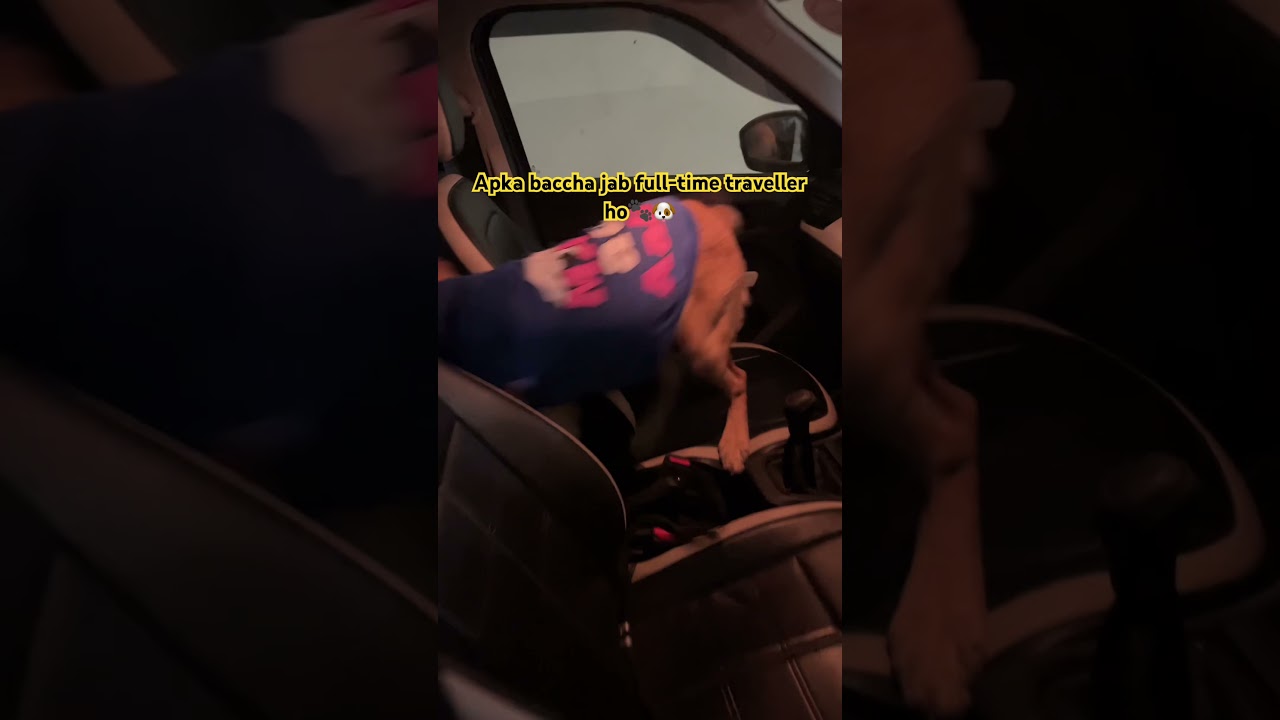 Golden Retriever Orchid Refuses to Get Out of the Car 😂🐾little Orchid🥰🤗🐶