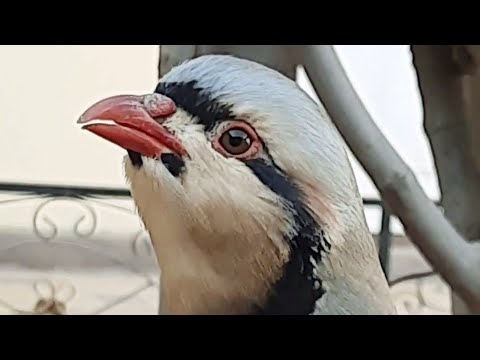 Красивый Голос КУРОПАТКИ|| Chukar Partridge male call || KEKLIK sesi||ОВОЗИ КАБК