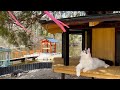 【猫村】サファリパークに猫の楽園？16匹が自由に暮らす日本唯一ねこ村が天国すぎた｜秋吉台サファリランド