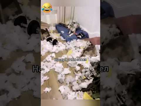 Жиза 😃 #смешно #юмор #прикол #смешноевидео #собака #funny #смех #comedy#жиза #жизнь#пес#животные