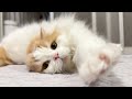 ひとりぼっちになるとイジけて怒る猫の仕草がかわいすぎました！