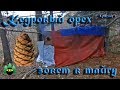 Кедровый орех зовет в тайгу (часть 1) | Pine nut calling in the taiga (part 1)