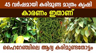 ജോണിചേട്ടൻ കരിമുണ്ടമാത്രം കൃഷിചെയ്യാൻ ഒരു കാരണമുണ്ട് I Karimunda Pepper I Karimunda I Blackpepper I