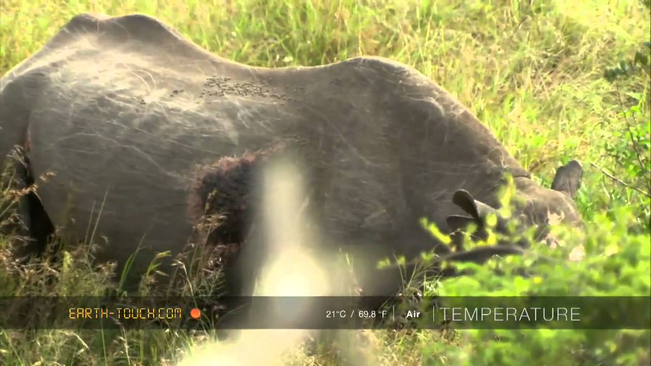 Black rhino charges film crew