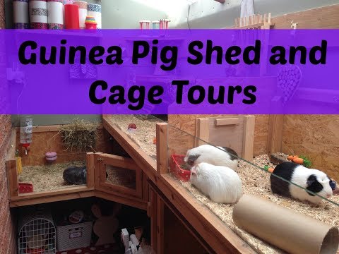 PET Shed and Cage Tours | JULY 2017