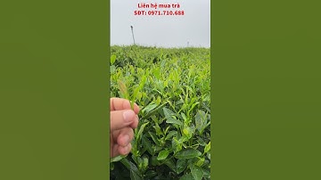 Loại trà dị biệt, nhưng lại đắt nhất xứ trà #chè thái nguyên #chè la bằng #chè sạch