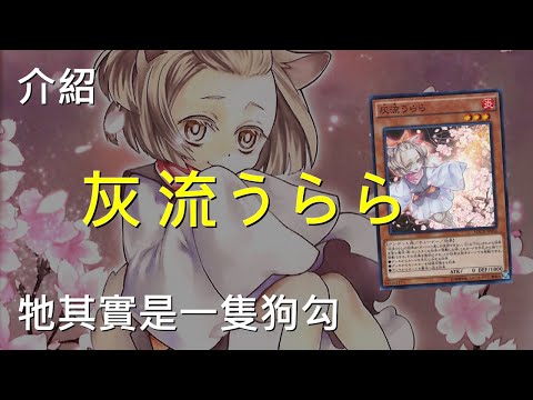 [ 遊戲王 ] 狗的報恩，灰流麗其實是狗的亡靈 Ash Blossom & Joyous Spring