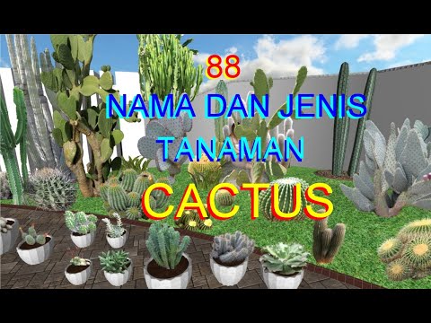 Video: Jenis Dan Nama Haworthia (35 Foto): Mutiara Dan Skafoid, Fasciata Dan Limypholia, Berliku-liku Dan Retusa, Attenuata Dan 