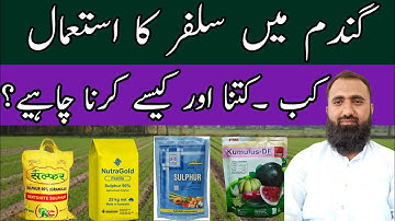 How to use sulfur in wheat | What is sulphur bentonite | Bilal Kanju Official