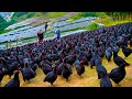 How chinese raising millions of black chicken for eggs and meat  black chicken farming technique