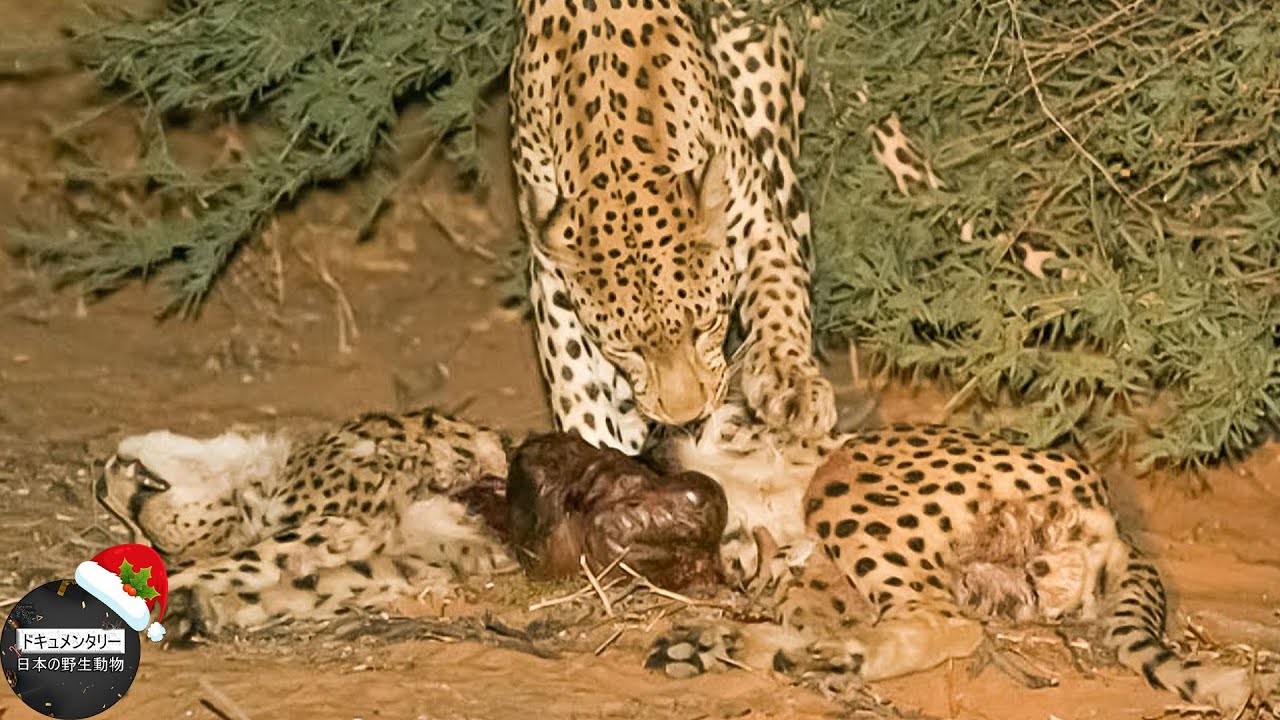 See What Happened When This Leopard Attacked and Brutally Ate a