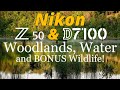 Nikon Z50 & D7100 • Woodland & Wildlife Bonus Photography