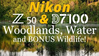 Nikon Z50 & D7100 • Woodland & Wildlife Bonus Photography