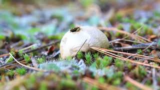 How Puffballs release Their Spores #2