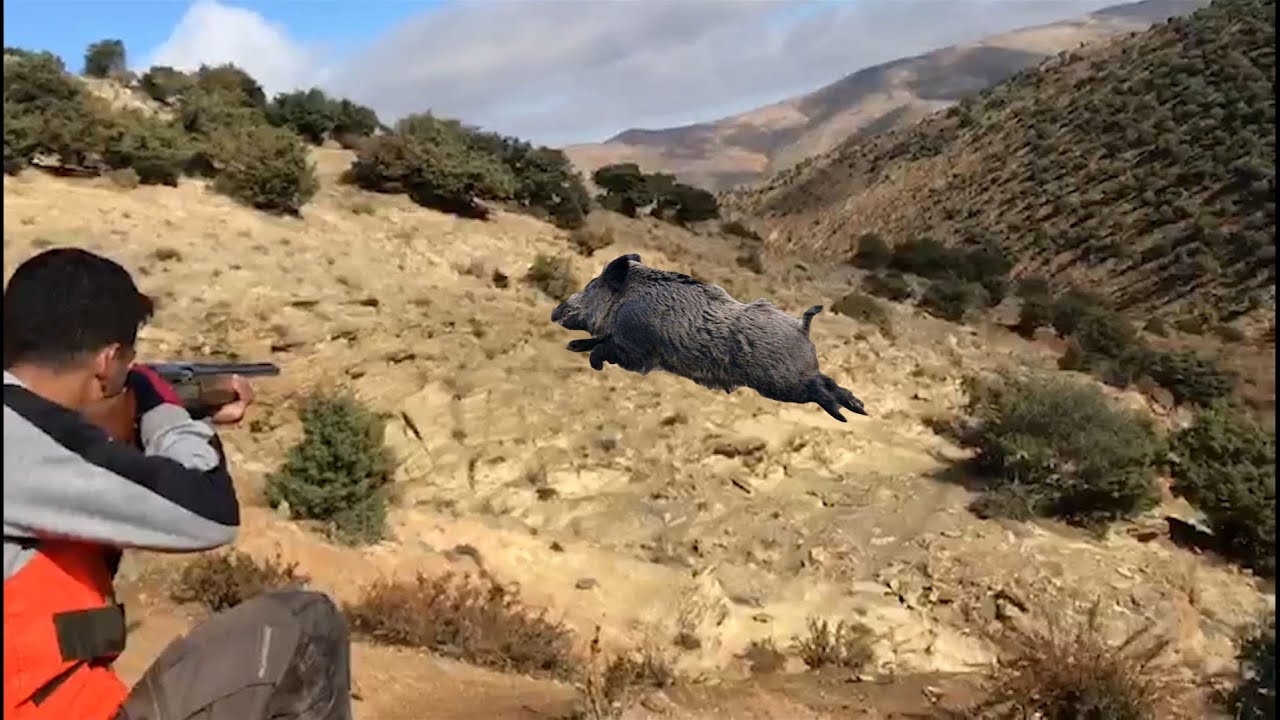 Chasse Sanglier au Maroc اصدقاء الريف لصيد الخنازير ملخص جديد 2020 — free download