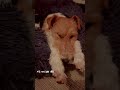 Time…😴 #kaiababychompoodo #wirefoxterrier