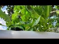 Hydroponics | Farming without Soil