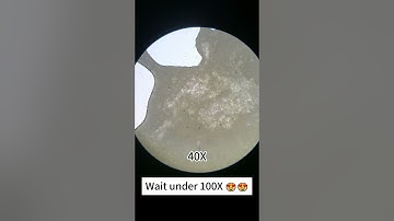 Peanut look cool at 400x magnification! #underthemicroscope #microscope #science#shorts