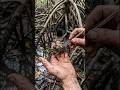 Inside a Mangrove Crab Burrow: First Person View Nobody Has Ever Seen
