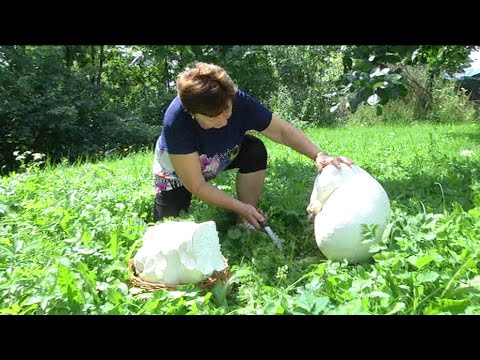 Video: Polobiela huba: popis, výhody a škody