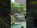 Joy of Success l Tagalog #shorts #shortsvideo #genzaid