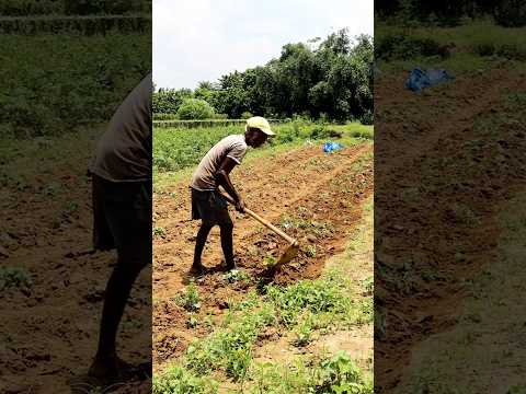 Weeding under Hot Sun isn't Easy #shorts
