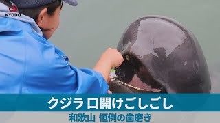 クジラ、口開けごしごし 和歌山、恒例の歯磨き