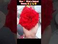 wow 😲 Super 🌹🌹 Nature gifts,,feel it smell it