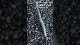 3月20日朝一!メタルシャルダス35g😊今日は比較的穏やかでナブラが出そうな雰囲気もありました。皆さんいい釣りして下さい!#煙樹ヶ浜 #ショアジギング