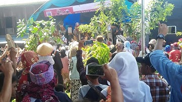 Pesta sakura pekon kegeringan (GRC)