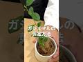 【ガジュマル】上手な剪定のやり方#観葉植物 #plants #植物好きな人と繋がりたい #植物のある暮らし #植物大好き #ガジュマル