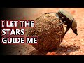 Dung Beetle facts: the poop rollers (and more!) | Animal Fact Files