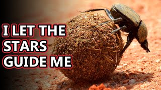 Dung Beetle facts: the poop rollers (and more!) | Animal Fact Files
