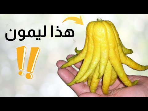 أغرب ليمون في العالم ليمون يد بودا    