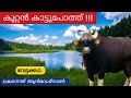 ഗെഡീസലിലെ കൂറ്റൻ കാട്ടുപോത്ത്  | Story Of A Brave Bison | Wild Chronicles | Malayalam