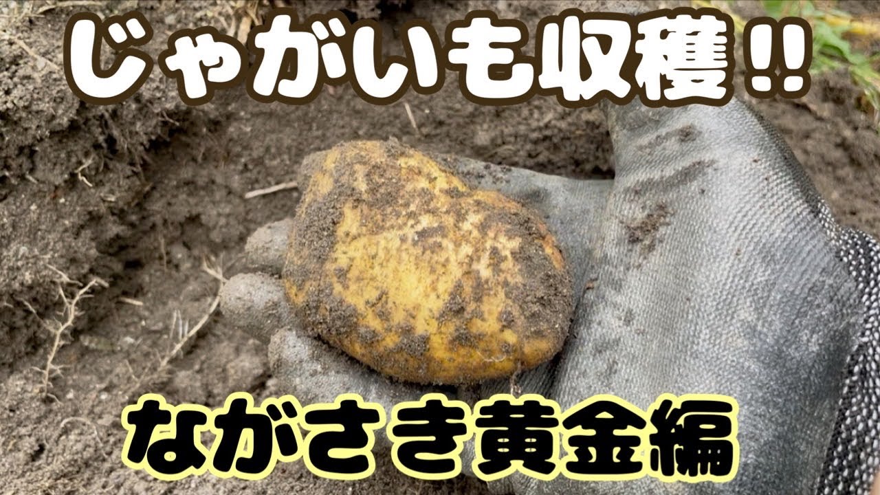 Potato Growing] Spring Potatoes: The Finale! - YouTube
