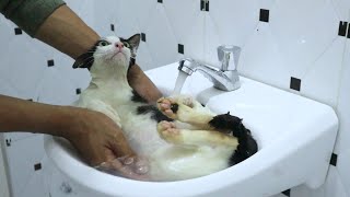 Cat get to bathing | The Gohan Dog And Cats