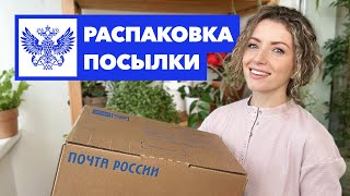 Распаковка посылки с растениями » Эписции, традесканция, филодендрон