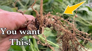 How We Quadrupled Our Green Bean Harvest This Year.