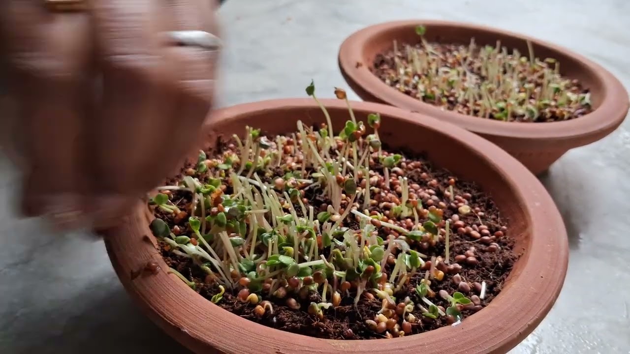 Microgreens harvesting, Raddish microgreens. 