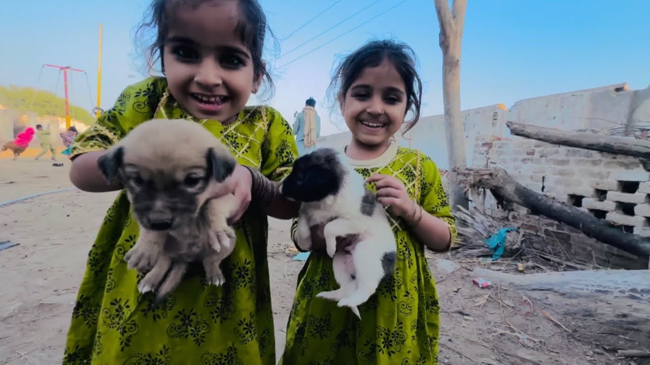 Alisa cute dogi farnds 