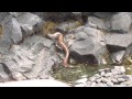 Big Island, Hawaii - Eel hunting a crab!!