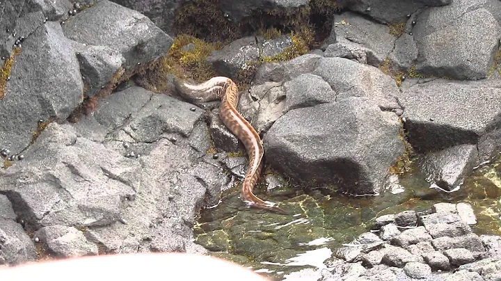 Big Island, Hawaii - Eel hunting a crab!! - DayDayNews