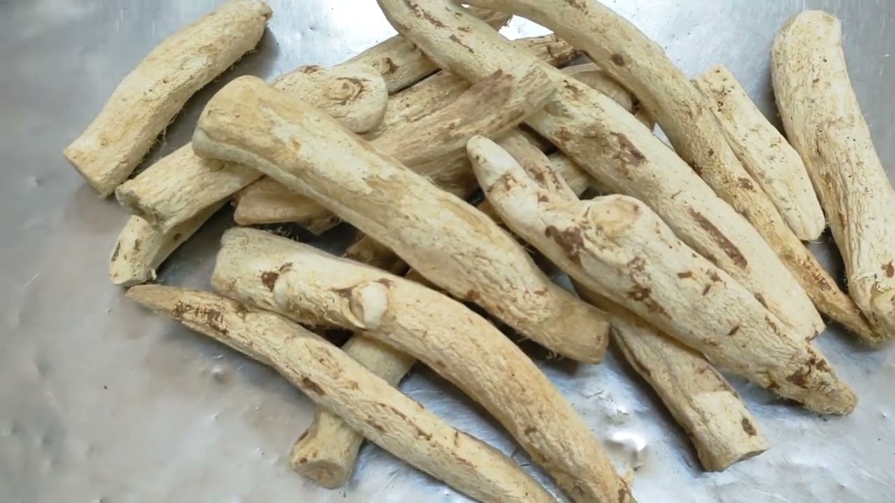 المغات   Moghat Roots (Glossostemon bruguieri).            الغذاء الخارق ❤️أحمد السعيد العطار