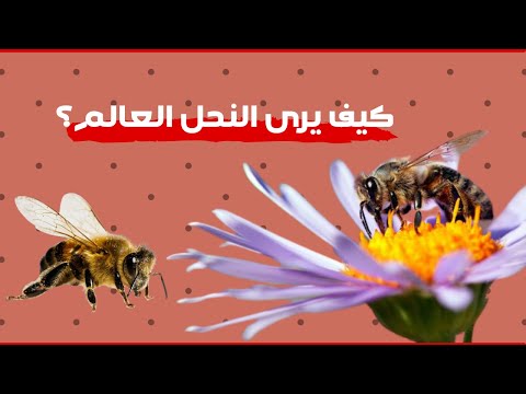 فيديو: كيف يرى النحل