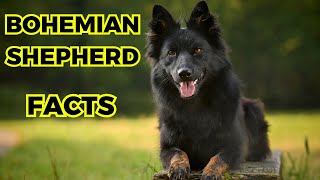 bohemian shepherd  Top 10 Interesting Facts You Must Know