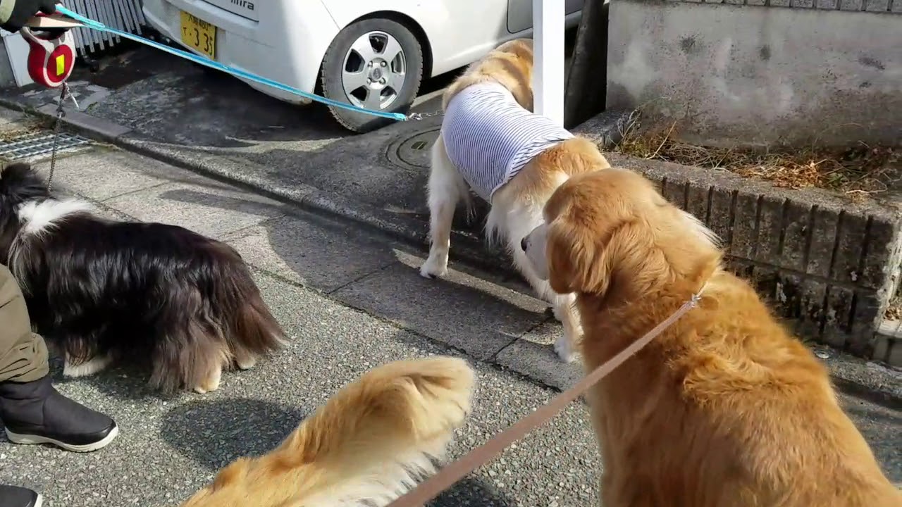 癒し動画 うさぎ Morning greetings with Shelty and Golden Retriever friends