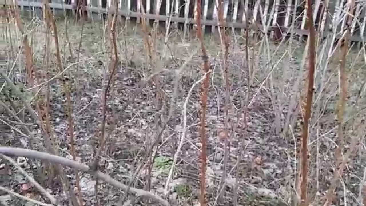 Обрезаем малину весной Обрезаем малину весной